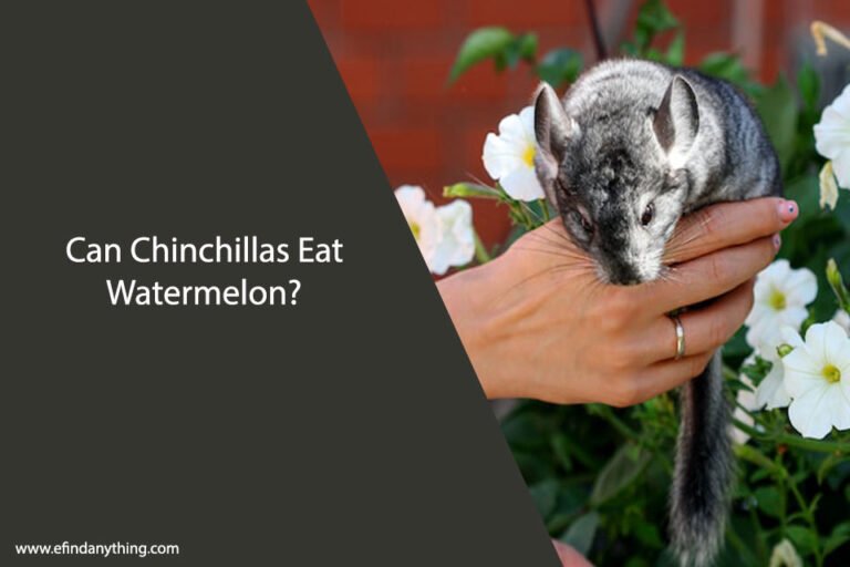 Can Chinchillas Eat Watermelon