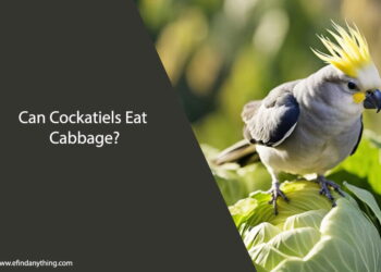 Can Cockatiels Eat Cabbage