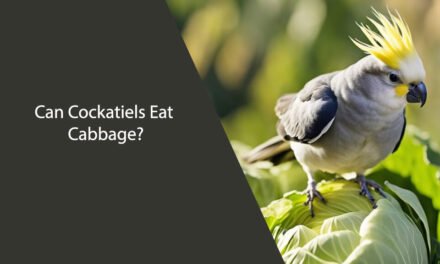 Can Cockatiels Eat Cabbage?