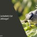 Can Cockatiels Eat Cabbage