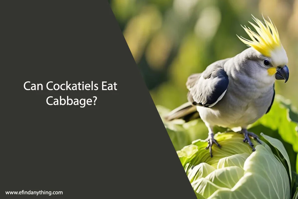 Can Cockatiels Eat Cabbage