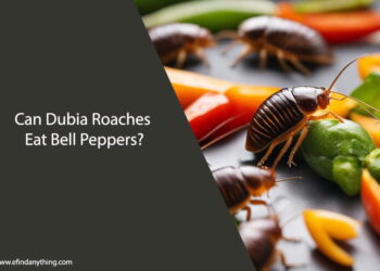 Can Dubia Roaches Eat Bell Peppers