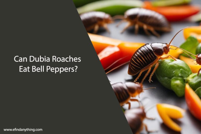 Can Dubia Roaches Eat Bell Peppers