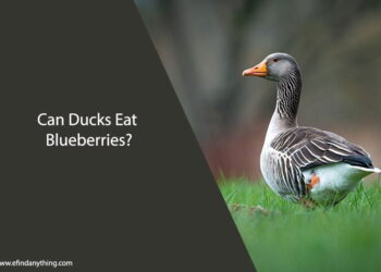 Can Ducks Eat Blueberries