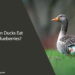 Can Ducks Eat Blueberries