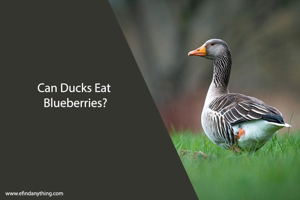 Can Ducks Eat Blueberries?