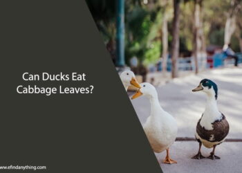 Can Ducks Eat Cabbage Leaves