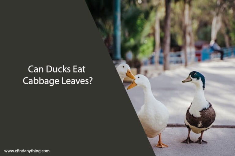 Can Ducks Eat Cabbage Leaves