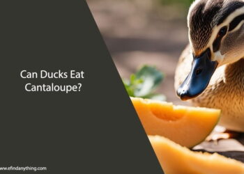 Can Ducks Eat Cantaloupe