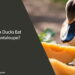Can Ducks Eat Cantaloupe