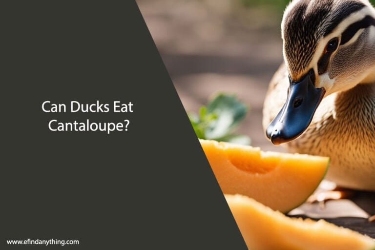 Can Ducks Eat Cantaloupe