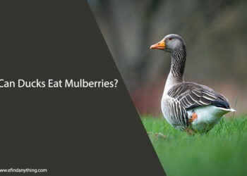 Can Ducks Eat Mulberries