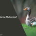 Can Ducks Eat Mulberries