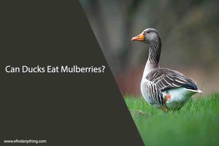 Can Ducks Eat Mulberries