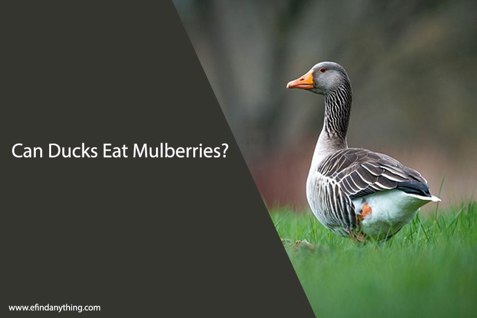 Can Ducks Eat Mulberries