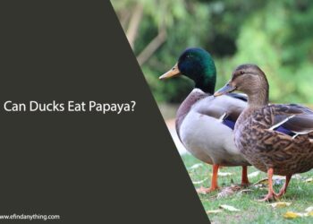Can Ducks Eat Papaya