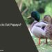 Can Ducks Eat Papaya
