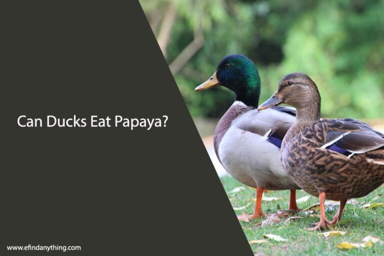 Can Ducks Eat Papaya
