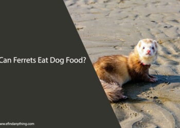 Can Ferrets Eat Dog Food
