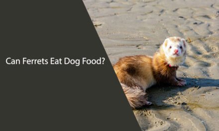 Can Ferrets Eat Dog Food?