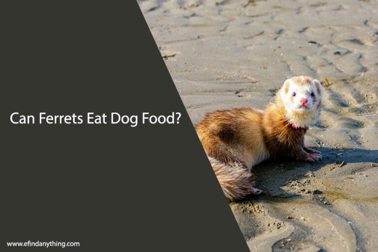 Can Ferrets Eat Dog Food