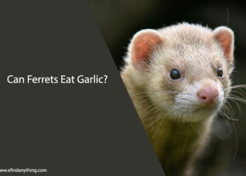 Can Ferrets Eat Garlic