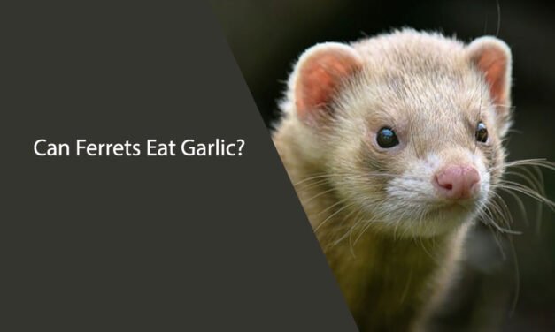 Can Ferrets Eat Garlic?