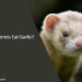 Can Ferrets Eat Garlic