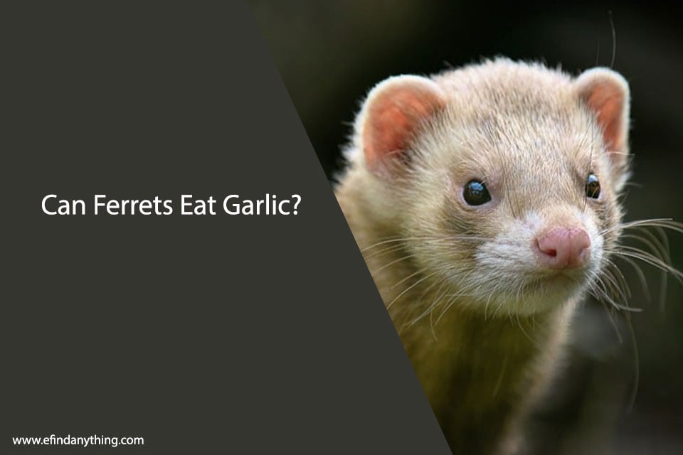 Can Ferrets Eat Garlic? A Comprehensive Guide