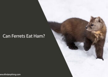 Can Ferrets Eat Ham
