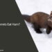 Can Ferrets Eat Ham