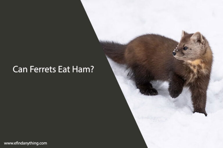 Can Ferrets Eat Ham
