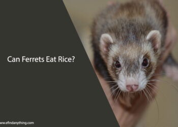 Can Ferrets Eat Rice
