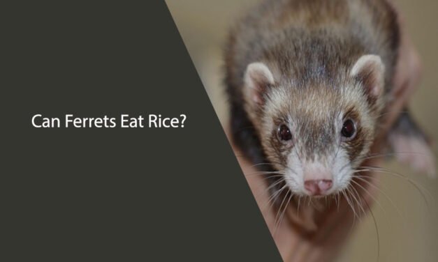Can Ferrets Eat Rice?