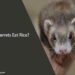 Can Ferrets Eat Rice