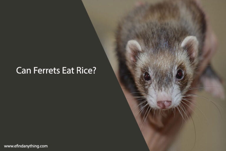 Can Ferrets Eat Rice