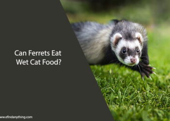 Can Ferrets Eat Wet Cat Food