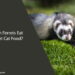 Can Ferrets Eat Wet Cat Food
