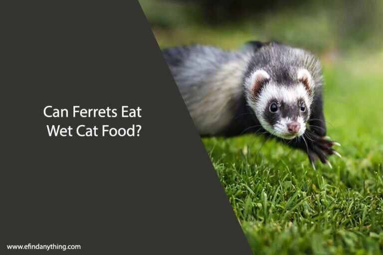 Can Ferrets Eat Wet Cat Food