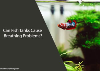 Can Fish Tanks Cause Breathing Problems