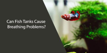 Can Fish Tanks Cause Breathing Problems