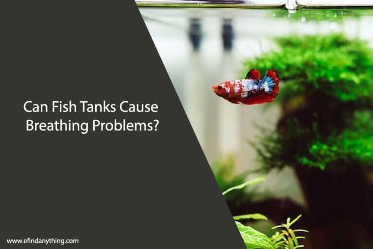 Can Fish Tanks Cause Breathing Problems
