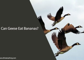 Can Geese Eat Bananas
