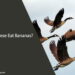 Can Geese Eat Bananas