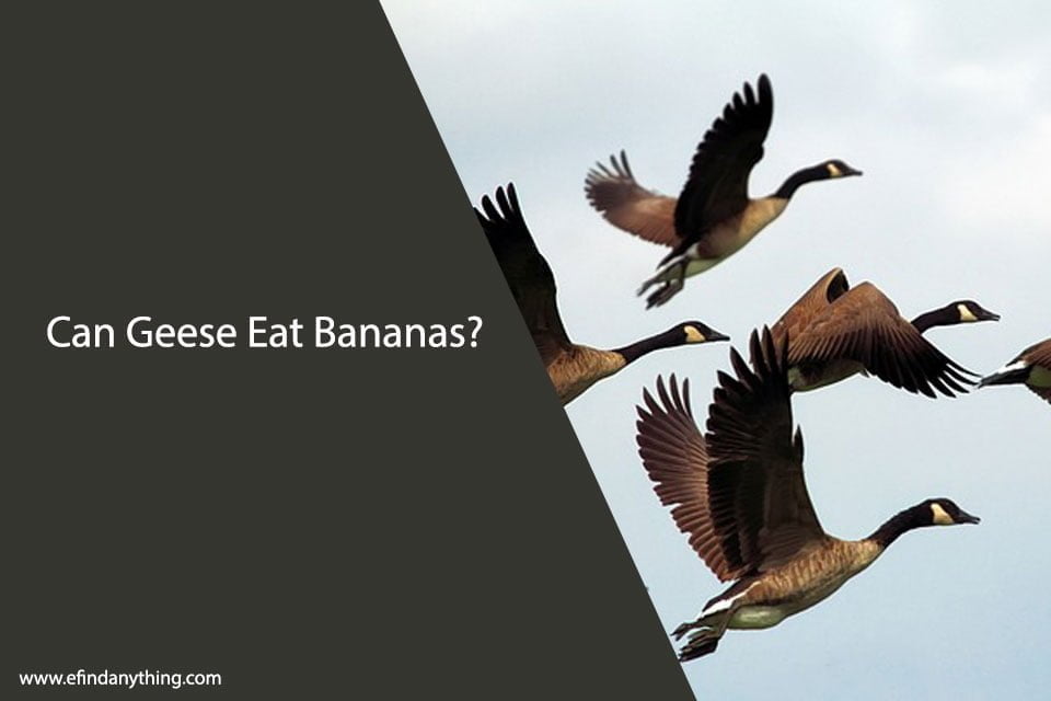 Can Geese Eat Bananas