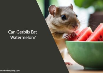 Can Gerbils Eat Watermelon