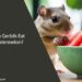 Can Gerbils Eat Watermelon