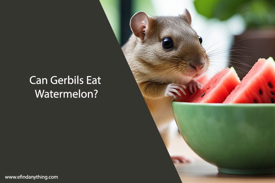 Can Gerbils Eat Watermelon?