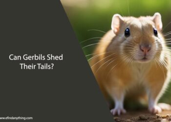 Can Gerbils Shed Their Tails