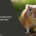 Can Gerbils Shed Their Tails